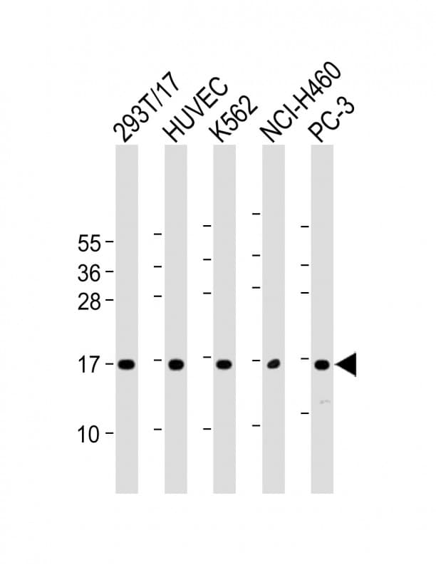 CCL26 / Eotaxin 3 Antibody (C-Terminus)