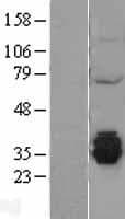 MGME1 / C20orf72 Protein (Over-Expression Lysate Myc-DDK (Flag))