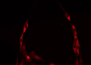 Polyclonal Rabbit anti-Human MRPS36 Antibody (IHC, IF, WB)
