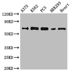 GBP2 Antibody