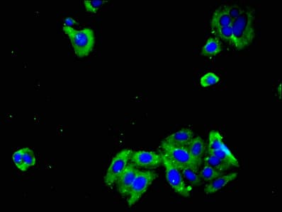 PCDHGC3 / PCDH2 Antibody