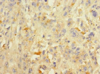 ADAM7 Antibody