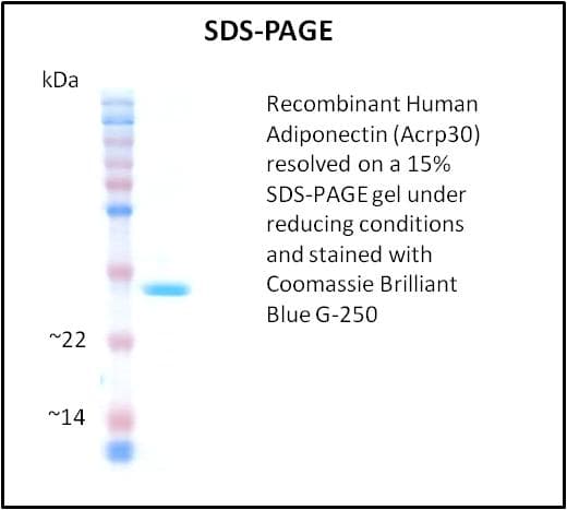 Human Adiponectin Protein (Recombinant)