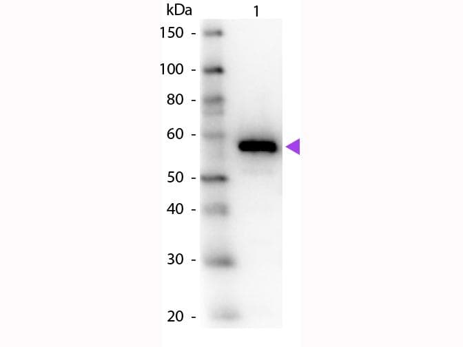 Polyclonal Rabbit anti-Saccharomyces cerevisiae Carboxypeptidase Y Antibody (Lyophilized, WB)