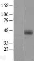 HPN / TMPRSS1 / Hepsin Protein (Over-Expression Lysate Myc-DDK (Flag))