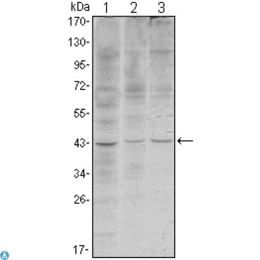WIF1 Antibody
