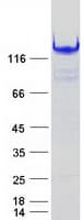 Human IFIH1 / MDA5 Protein (Recombinant Myc-DDK (Flag))