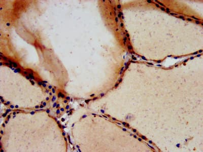 TSPAN9 Antibody