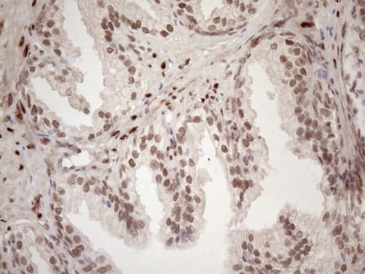 TCEAL1 Antibody (clone OTI2G10)
