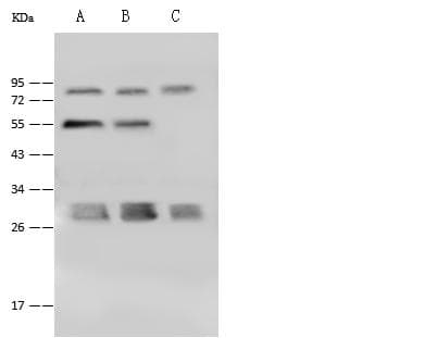 PSMA4 Antibody