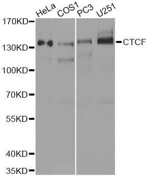 CTCF Antibody