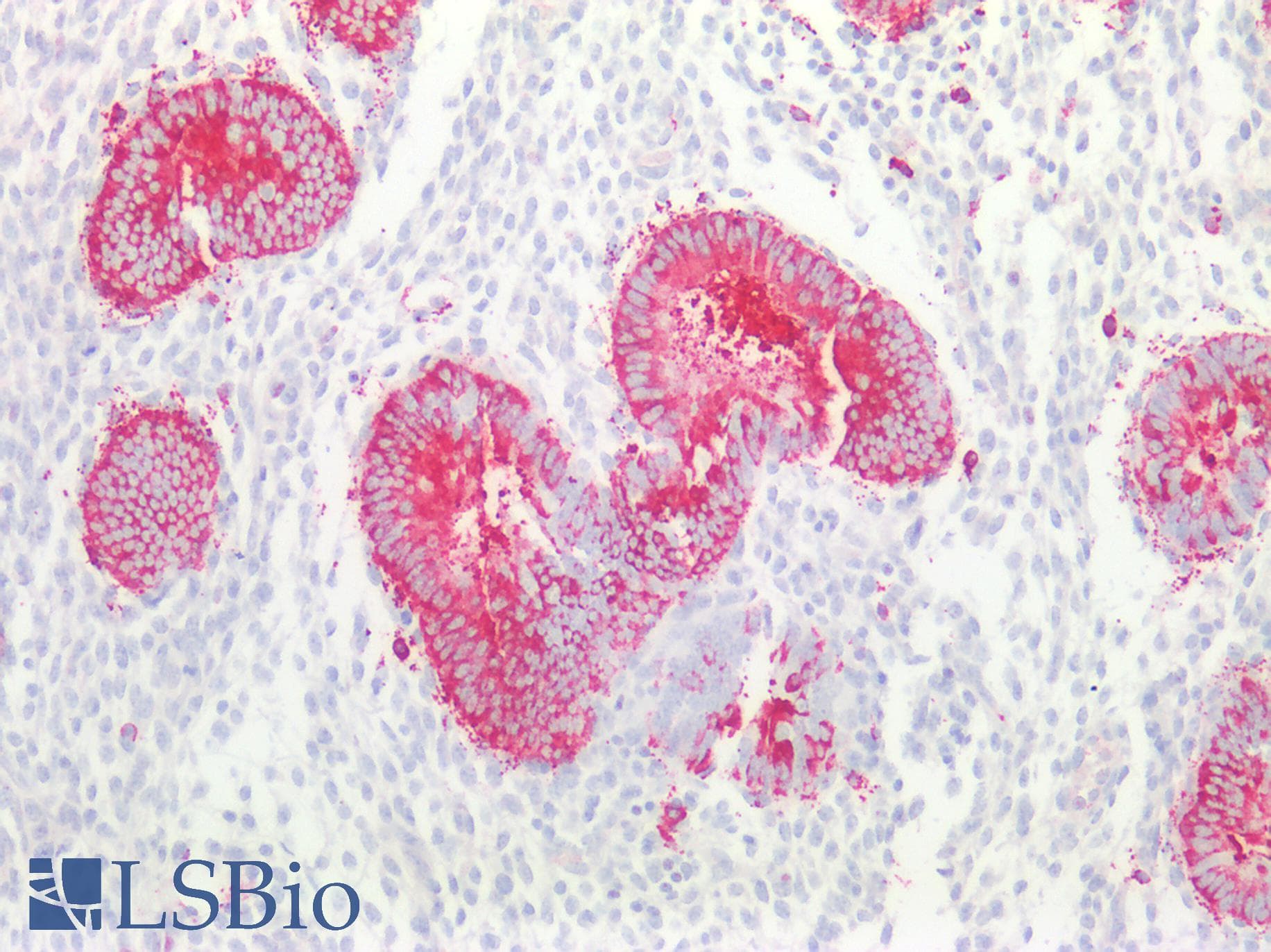 PPP1R15A / GADD34 Antibody (aa433-636)