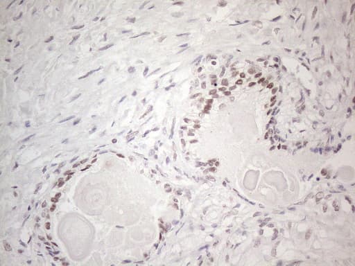 MMP2 Antibody (aa228-507, clone OTI4A11, Carrier-free)