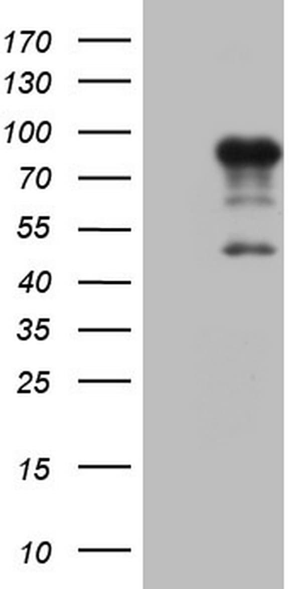 FSIP1 Antibody (clone OTI5E10)