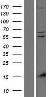 PINK1 Protein (Over-Expression Lysate Myc-DDK (Flag))