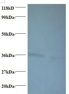 ATP5D Antibody (FITC)