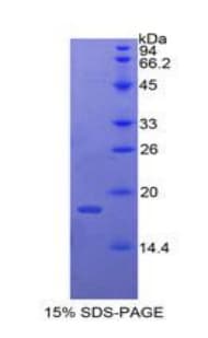 Chicken BMP4 Protein (Recombinant His)
