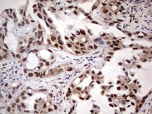 NAE1 / APPBP1 Antibody (aa1-274, clone OTI1E10)
