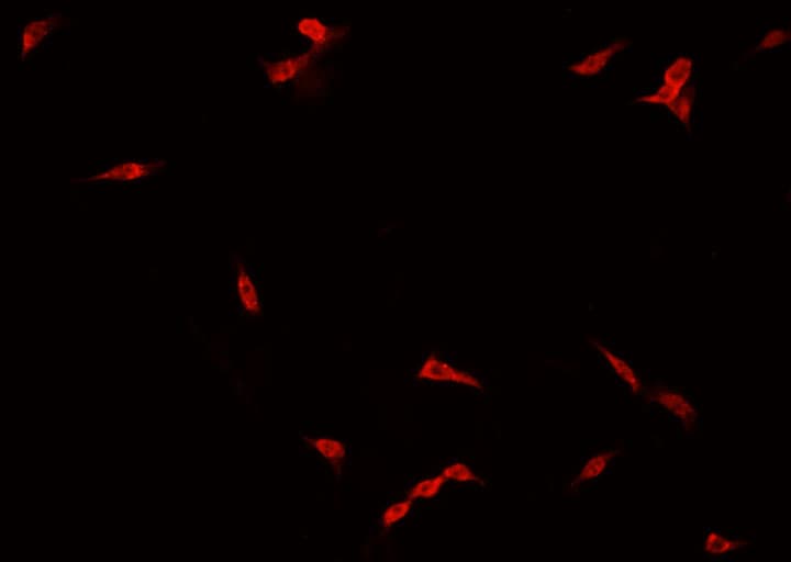 FOXH1 Antibody