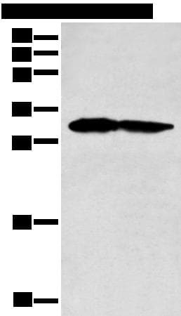 PCNA Antibody