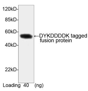 DYKDDDDK Tag Antibody
