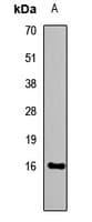 IL13 Antibody
