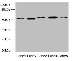 NFKBIE / IKB Epsilon Antibody