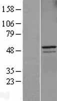 CCNA2 / Cyclin A2 Protein (Over-Expression Lysate Myc-DDK (Flag))