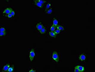 Polyclonal Rabbit anti-Human ENTPD8 Antibody