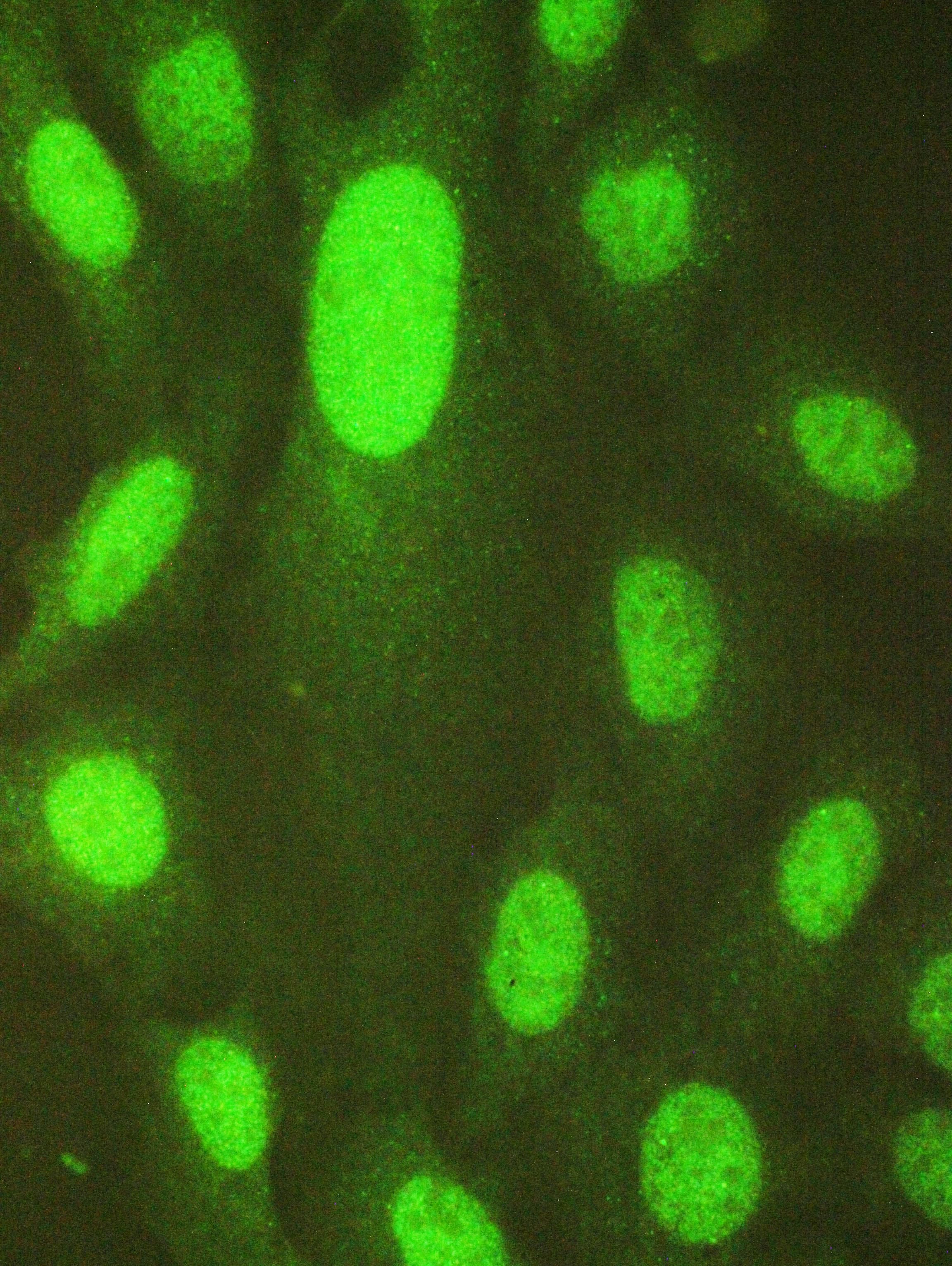 USP7 / HAUSP Antibody