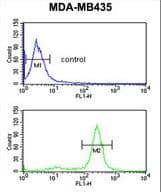 PRKAA1 / AMPK Alpha 1 Antibody