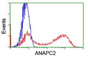 Monoclonal Mouse anti-Human ANAPC2 / APC2 Antibody (clone OTI1H8, IF, WB)