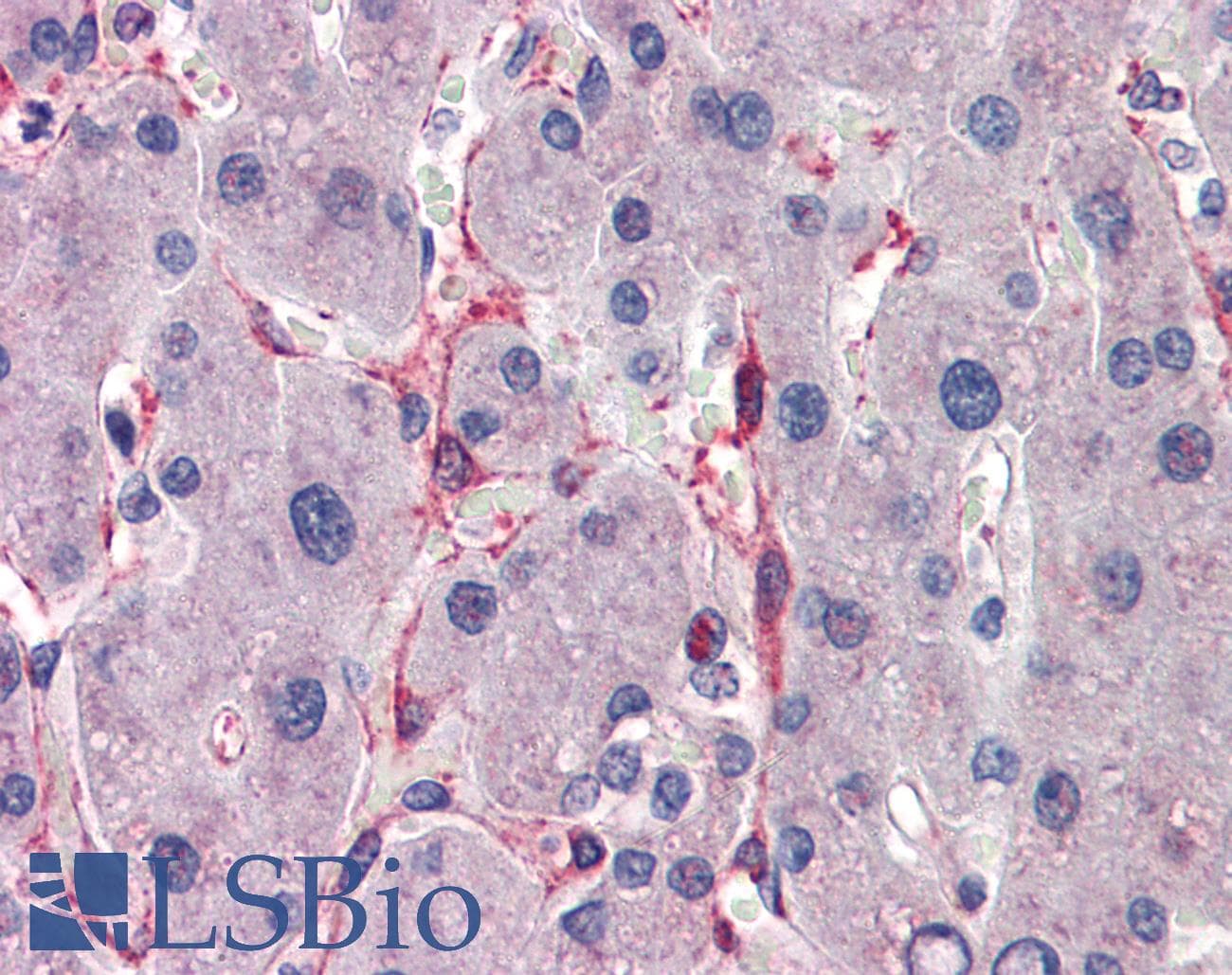 SIAH1 Antibody (aa191-240)