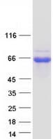 Human WIPF3 Protein (Recombinant Myc-DDK (Flag))