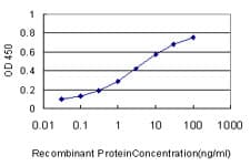 Monoclonal Mouse anti-Human HOXC13 Antibody (clone 10D4, WB)
