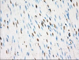 Basigin / Emmprin / CD147 Antibody (clone OTI3H1)