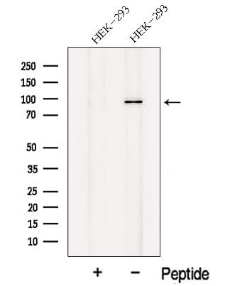 NELL1 Antibody