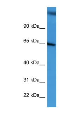 BCAM / CD239 Antibody (aa459-508)