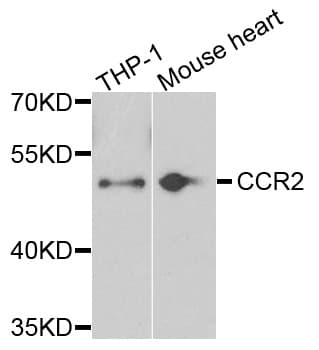 CCR2 Antibody
