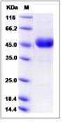 Rat CD302 Protein (Recombinant Human IgG Fc, C-terminus)