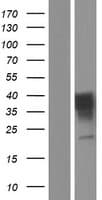 OR7C2 Protein (Over-Expression Lysate Myc-DDK (Flag))