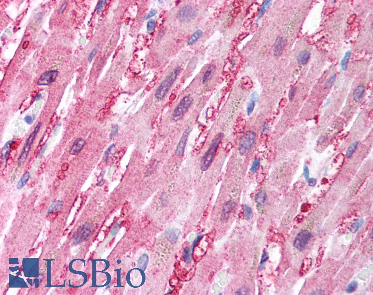 IHC-plus™ BANF1 / BAF / BCRP1 Antibody