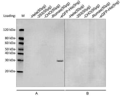 Monoclonal Rabbit His Tag Antibody (clone 25B6E11, IF, WB)