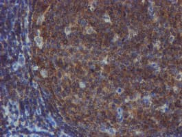 TULP3 Antibody (clone OTI4E5)