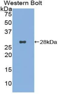 CD302 Antibody (aa23-232)