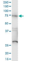 Monoclonal Mouse anti-Human RAF1 / RAF Antibody (clone 1H4, WB)