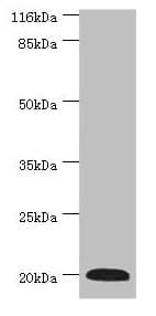 G0S2 Antibody (aa1-103)