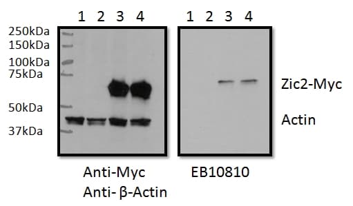 Polyclonal Goat anti-Human ZIC2 Antibody (aa520-531, WB)