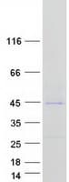 Human DBX2 Protein (Recombinant Myc-DDK (Flag))