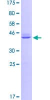 Human CALM2 / Calmodulin 2 Protein (Recombinant GST)